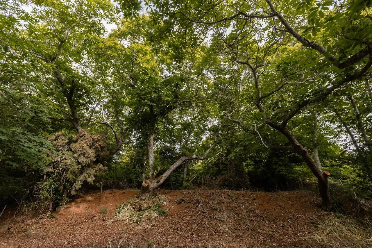 Mialon Rural Apartment: Haven Of Calm In Nature La Esperanza  Ισπανία